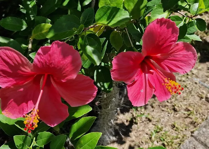 A Peace In Paradise Anse Royale